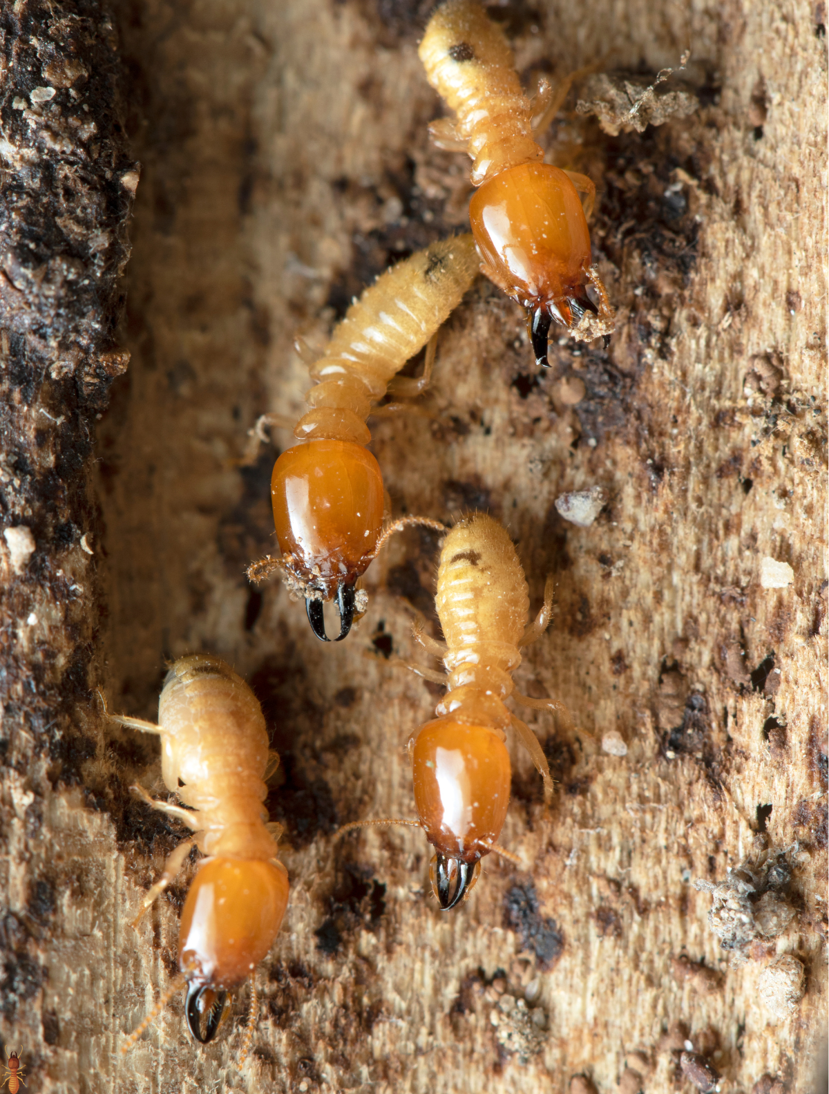 Termite image